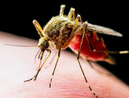 Estados Unidos prueba la primera vacuna contra el chikungunya