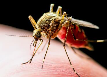 Estados Unidos prueba la primera vacuna contra el chikungunya