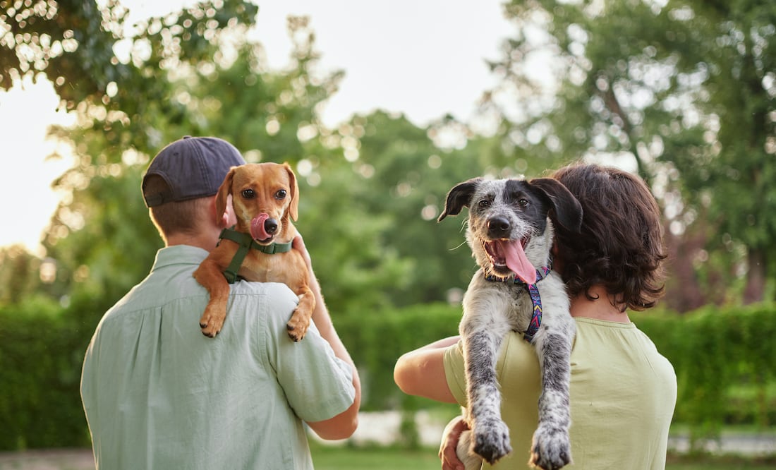 Día Mundial del Perro 2024. ¿Cuánto cuesta tener un perro durante toda su vida? Foto: iSTOCK-boytsov
