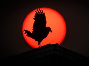 Viral. Humo de los incendios forestales en Canadá pinta de naranja al sol y sorprende a habitantes