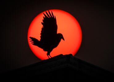 Viral. Humo de los incendios forestales en Canadá pinta de naranja al sol y sorprende a habitantes
