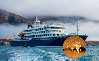 ¿Cómo se contagia el Hantavirus? Lo que debes saber sobre el preocupante brote detectado en un crucero