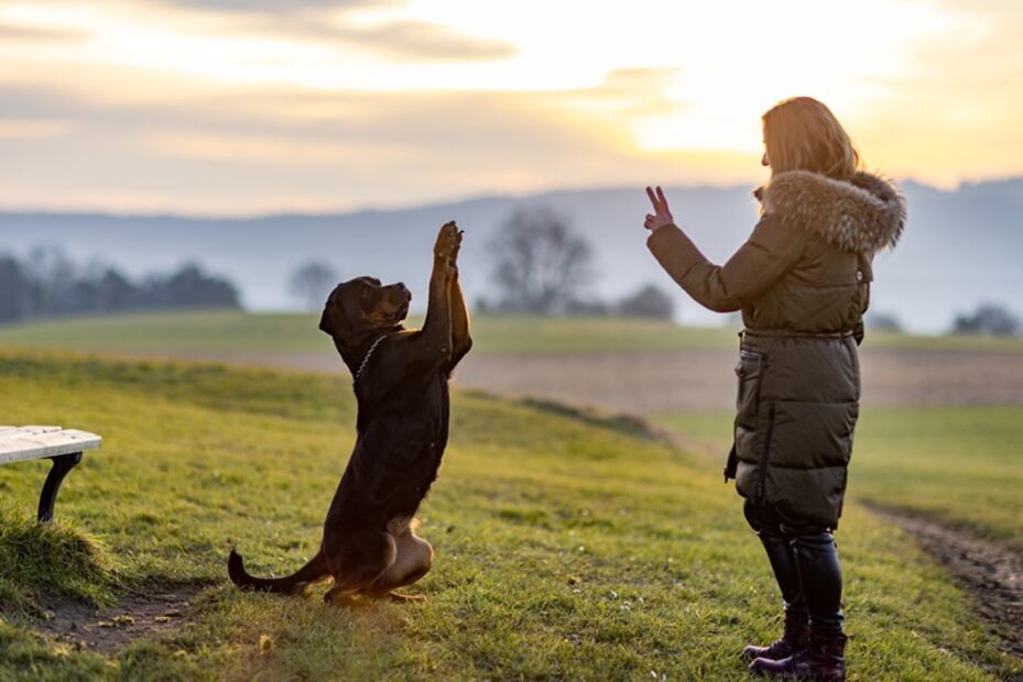 Rottweiler. Foto: iSTOCK-YouraPechkin