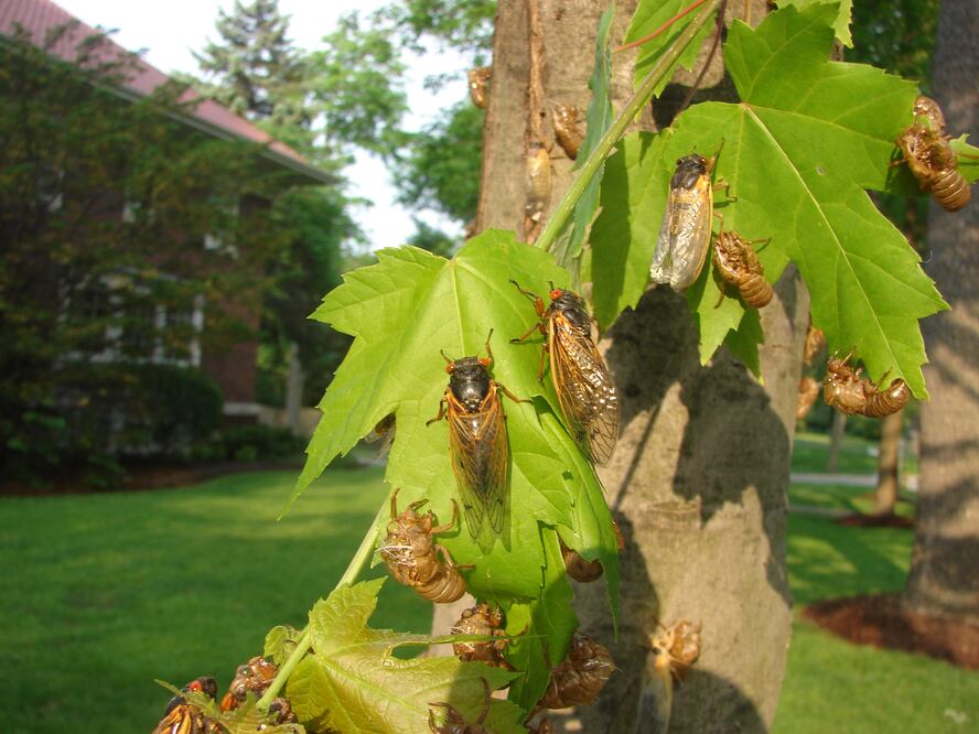 Caos en Carolina del Sur: Billones de cigarras de ojos rojos desatan pánico con su ensordecedor canto. Foto iStock / AnbachPhotography
