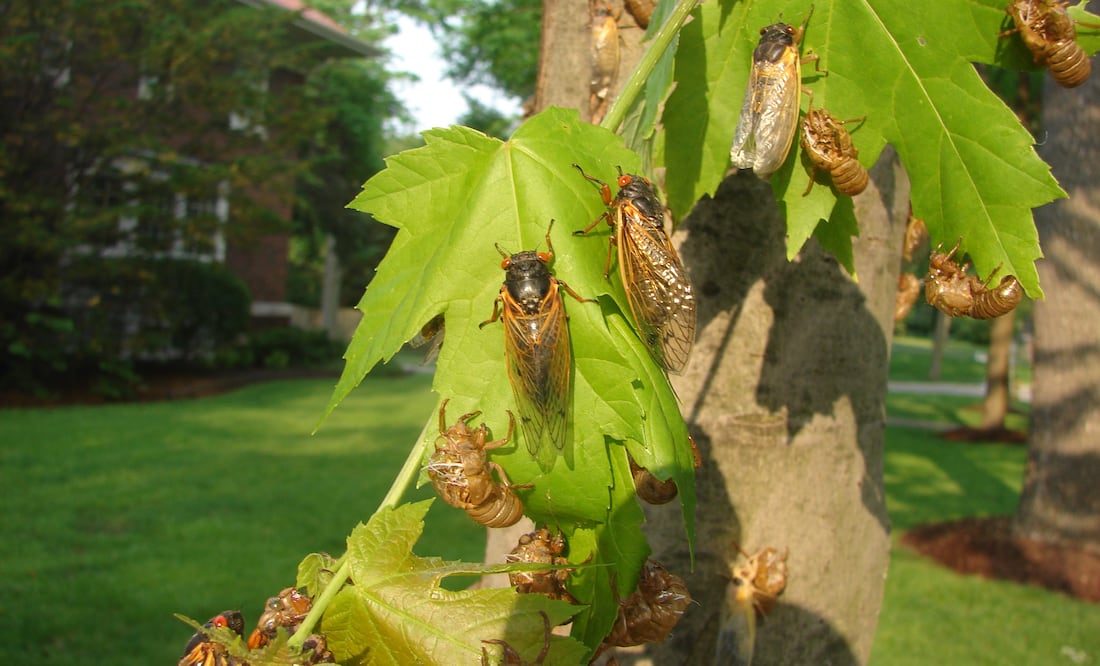 Caos en Carolina del Sur: Billones de cigarras de ojos rojos desatan pánico con su ensordecedor canto. Foto iStock / AnbachPhotography