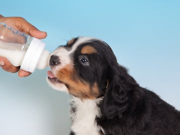 ¿Pueden los perros tomar leche? ¿Les hace daño? Esto dicen los expertos