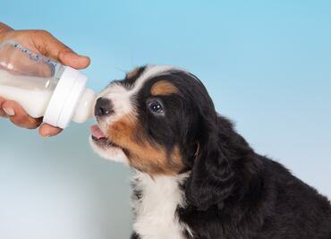 ¿Pueden los perros tomar leche? ¿Les hace daño? Esto dicen los expertos