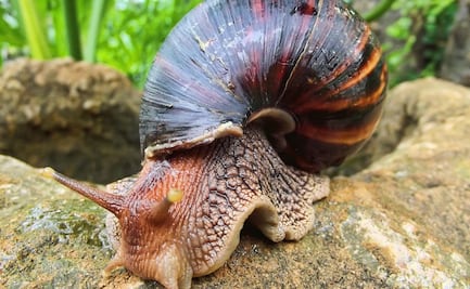 Invasión de caracoles africanos gigantes provoca cuarentena en condado de Florida 