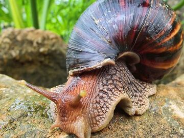 Invasión de caracoles africanos gigantes provoca cuarentena en condado de Florida