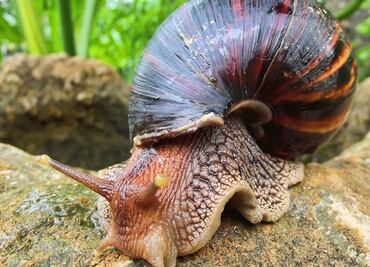Invasión de caracoles africanos gigantes provoca cuarentena en condado de Florida