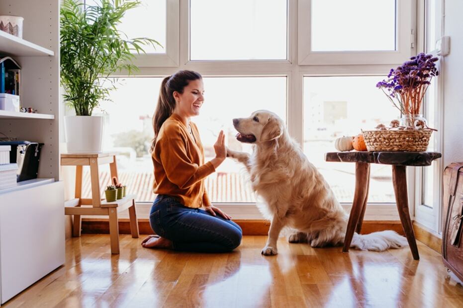 Golden retriever. Foto: iSTOCK- Eva Blanco
