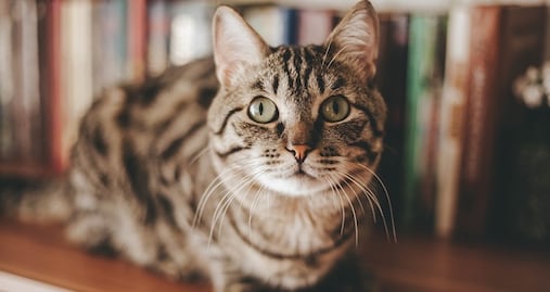 Estudio revela que los gatos sí aman a sus dueños, aunque no lo demuestren