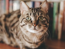 Estudio revela que los gatos sí aman a sus dueños, aunque no lo demuestren