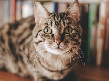 Estudio revela que los gatos sí aman a sus dueños, aunque no lo demuestren