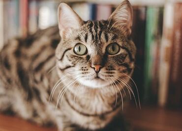 Estudio revela que los gatos sí aman a sus dueños, aunque no lo demuestren