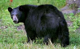 Turista sube video a TikTok alimentando a oso; enfrentaría cárcel