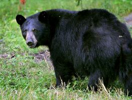 Turista sube video a TikTok alimentando a oso; enfrentaría cárcel