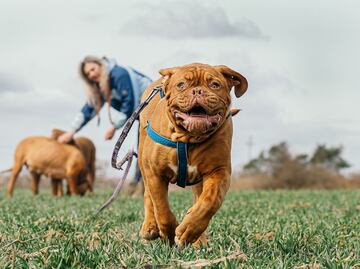 Estudio revela por qué tener un perro es bueno para el corazón