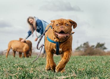 Estudio revela por qué tener un perro es bueno para el corazón