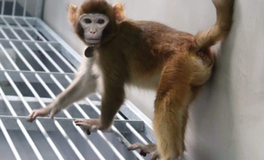 Alerta en Misisipi: Escapan 3 monos infectados con virus de diversas enfermedades