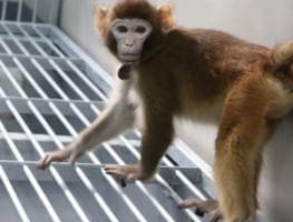 Alerta en Misisipi: Escapan 3 monos infectados con virus de diversas enfermedades