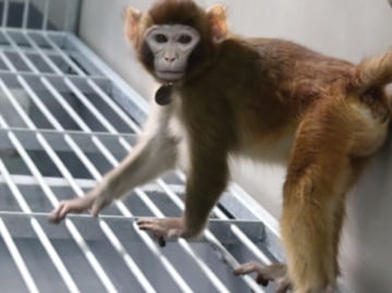 Alerta en Misisipi: Escapan 3 monos infectados con virus de diversas enfermedades