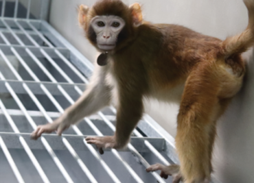 Alerta en Misisipi: Escapan 3 monos infectados con virus de diversas enfermedades