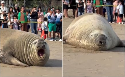 Elefante marino sorprende en Nayarit: ¿en qué playa está y por qué salió del mar?