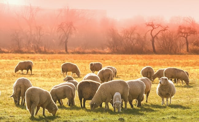 Hay trabajo para pastor de ovejas en Estados Unidos: Dan vivienda y salario de $2,058 dólares
