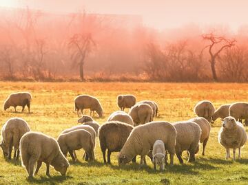 Buscan pastor de ganado en rancho de Estados Unidos: Dan vivienda, comida y salario de $2,058 dólares