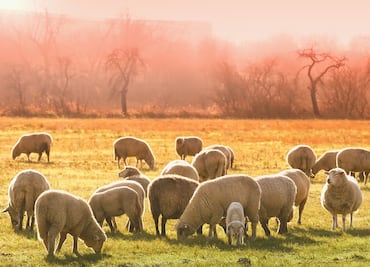 Buscan pastor de ganado en rancho de Estados Unidos: Dan vivienda, comida y salario de $2,058 dólares