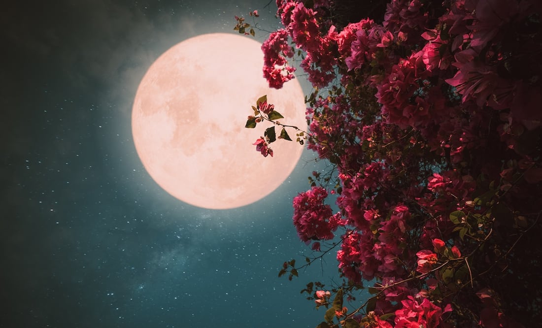 ¿Cómo y cuándo ver la Luna llena de Fresa? Foto: iStock-jakkapan21