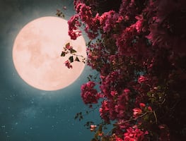 La Luna llena de Flores y el eclipse penumbral que sucederán al mismo tiempo, ¿cuándo y cómo verlos?