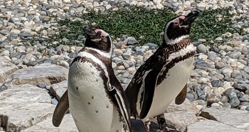 Pareja de pingüinos gays, los padres "ejemplares" en el zoológico de San Francisco