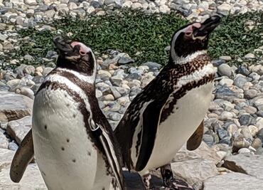 Pareja de pingüinos gays, los padres "ejemplares" en el zoológico de San Francisco