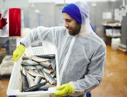 Canadá busca mexicanos para trabajar por $30,000; con secundaria y sin inglés