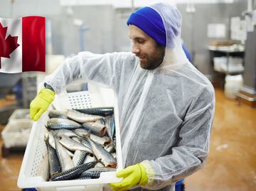 Canadá busca mexicanos para trabajar por $30,000; con secundaria y sin inglés