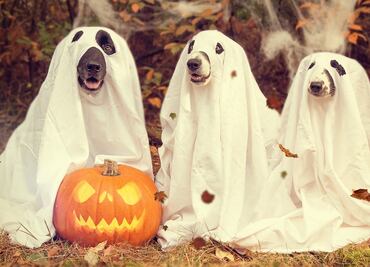 ¿Cuánto dinero gastarán los estadounidenses en el Halloween 2019?