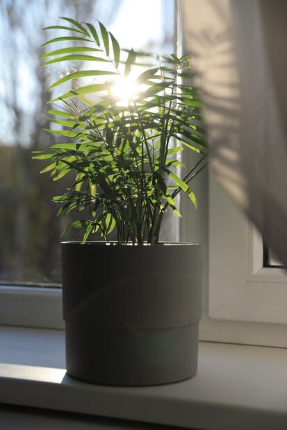 Estas 7 plantas ayudarán a mantener fresca tu casa durante estas olas de calor. Foto: iSTOCK-Liudmila Chernetska