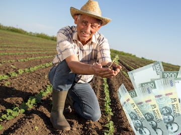 Programa del Bienestar que reparte hasta 6 mil 250 pesos mensuales, ¿cómo pedirlos?