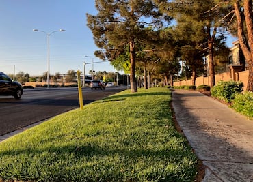 ¿Por qué Las Vegas quiere prohibir el césped en la ciudad?