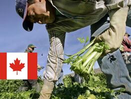 Así puedes validar que una oferta de trabajo en Canadá sea real