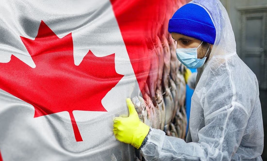 Los mexicanos trabajarán en una planta procesadora de pescados e mariscos en Canadá. Foto: iStock