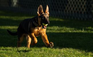 Commander, la nueva mascota de los Biden en la Casa Blanca