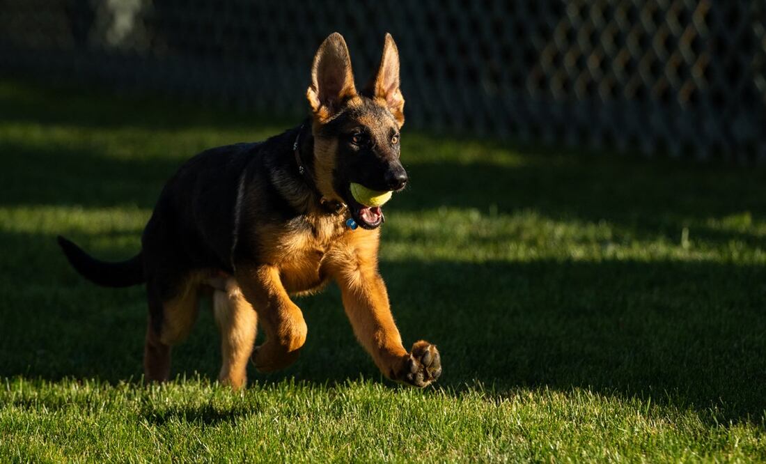 Escándalo en la Casa Blanca: el perro de Biden muerde a agentes del Servicio Secreto. AFP