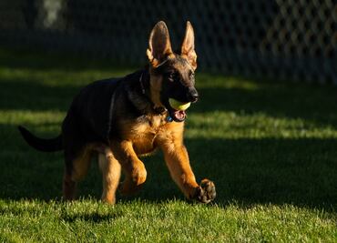 Escándalo en la Casa Blanca: el perro de Biden muerde a agentes del Servicio Secreto