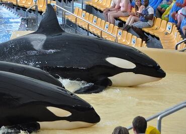 Washington planea abrir refugio para orcas que vivieron en cautiverio