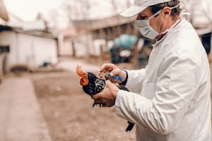 Alerta en Nueva York por gripe aviar: Cierran mercados de aves tras detectar varios casos