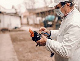 Alerta en Nueva York por gripe aviar: Cierran mercados de aves tras detectar varios casos