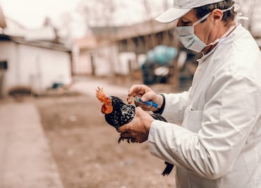 Muere el primer paciente enfermo con gripe aviar en Estados Unidos
